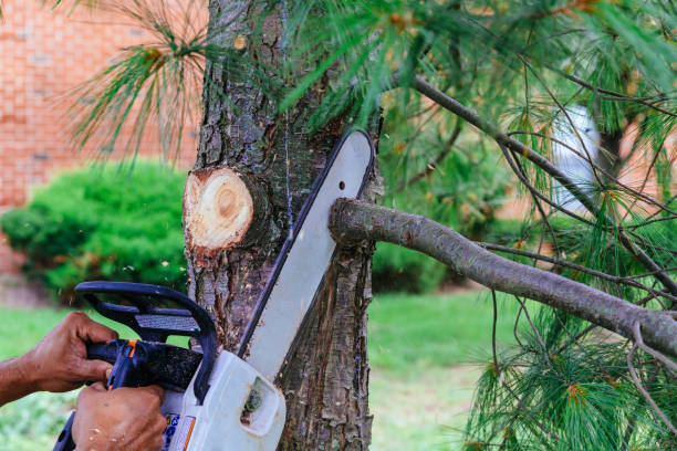 Best Tree Removal Services  in Oak Harbor, OH